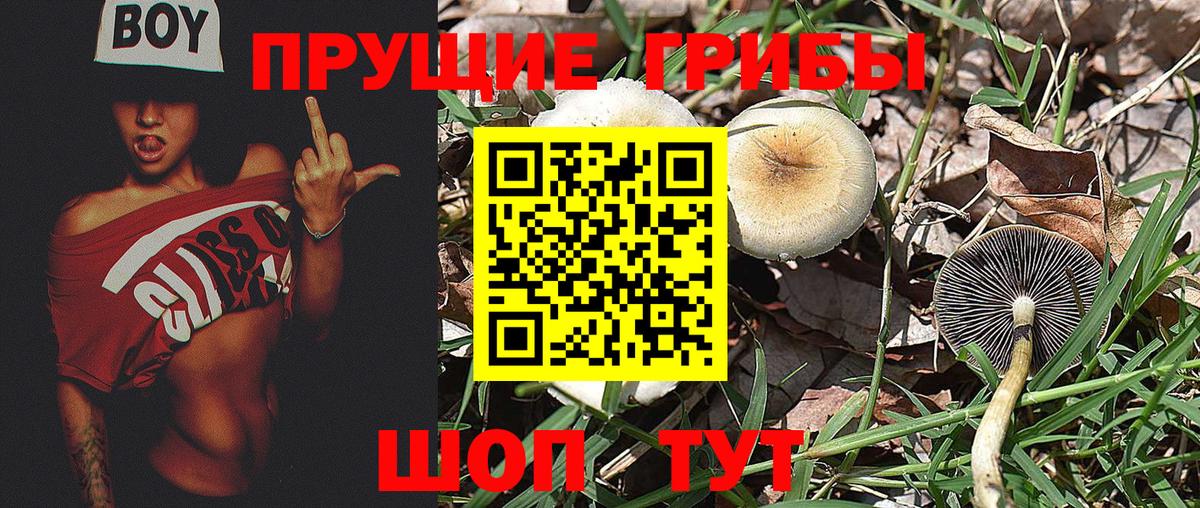 Северск  Псилоцибиновые грибы GOLDEN TEACHER  Вход с VPN  Галлюциногенные грибы Cubensis 